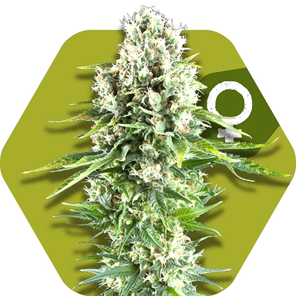 Northern Lights XL gefeiniseerde cannabis zaden