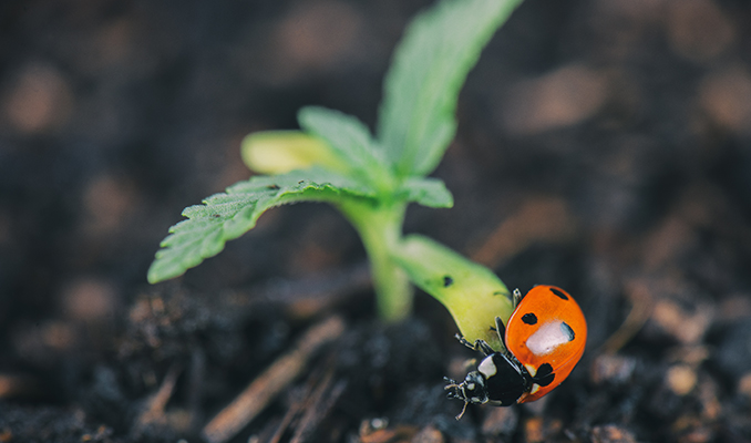 Organische Ongediertebestrijding Voor Cannabisplanten