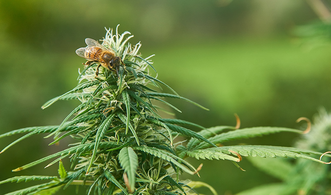 Buiten Cannabis Kweken: Hoeveel Zonlicht Hebben Planten Nodig?