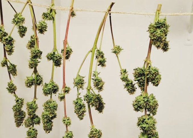 Een Gids Over Het Correct Drogen En Uitharden Van Je Cannabis Toppen