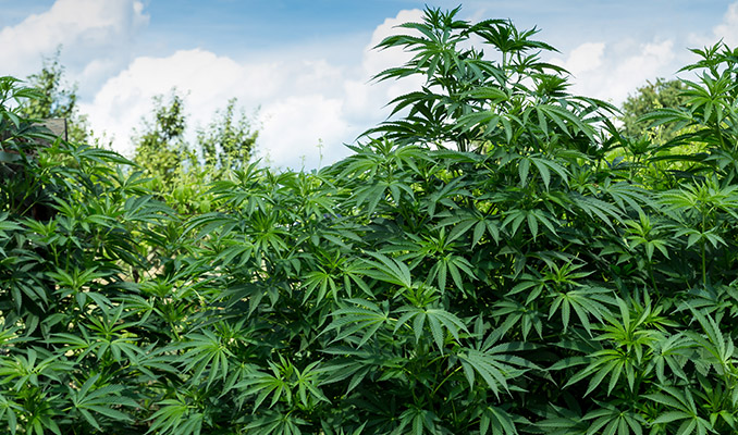 De Complete Gids Over Het Buiten Kweken Van Cannabis
