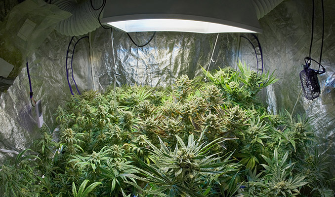 Wat Moet Je Doen Als Je Zelfgekweekte Cannabisplanten Niet Willen Bloeien?