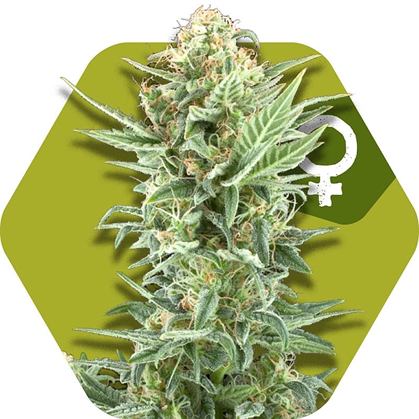 Power Kush Gefeminiseerde Cannabis Zaden