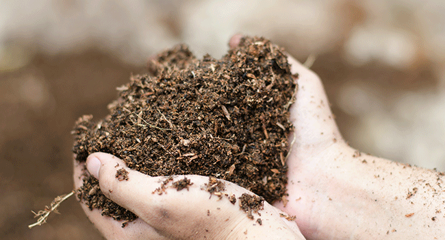 Organic Soil