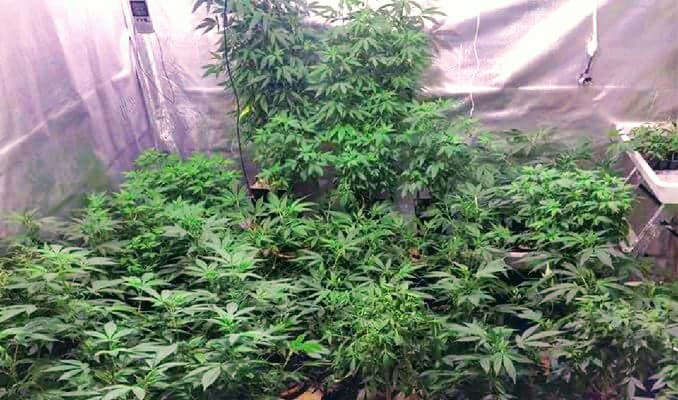 Hoeveel Cannabisplanten Per Vierkante Meter?