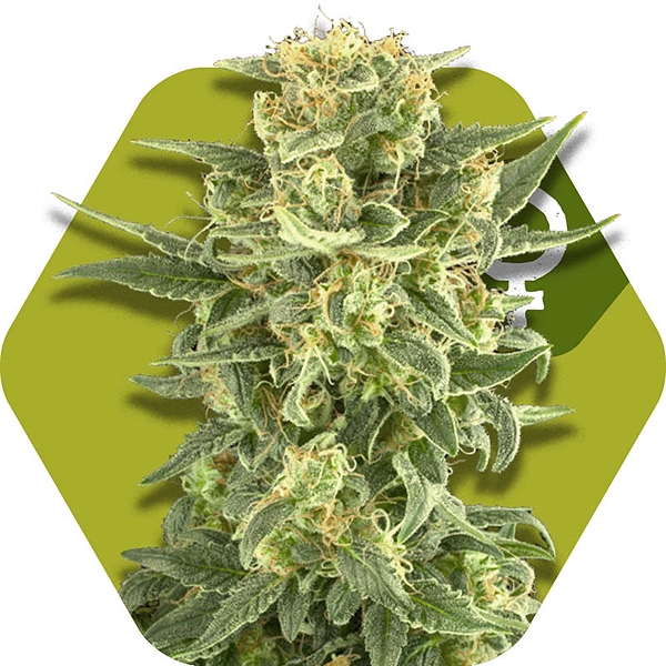 White Cheese Fast Flowering Gefeminiseerde Cannabis Zaden